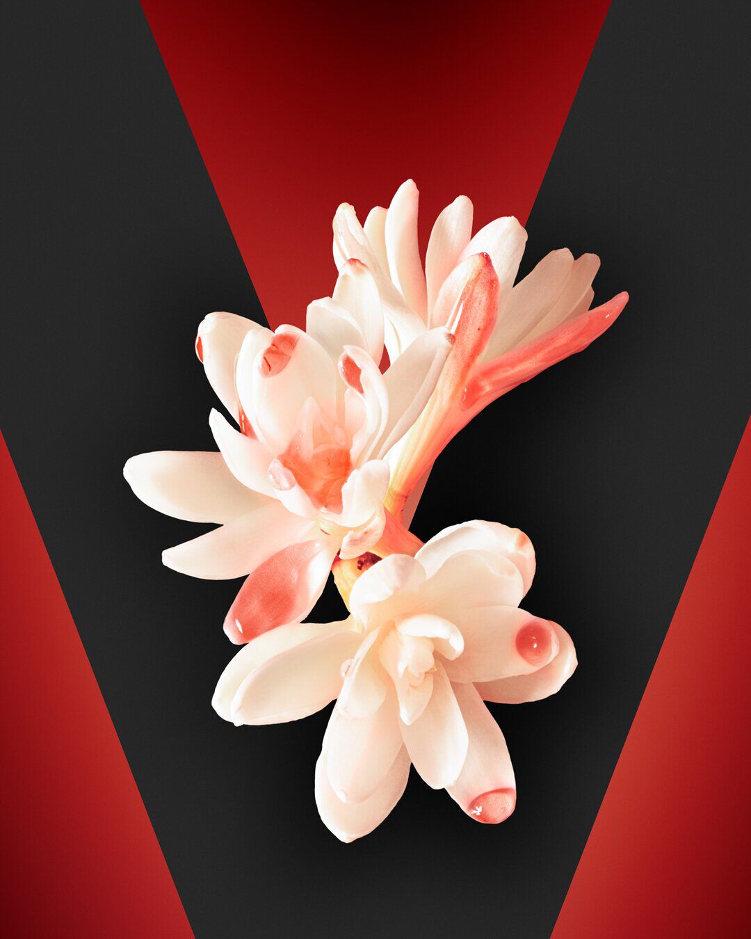 TUBEROSA image