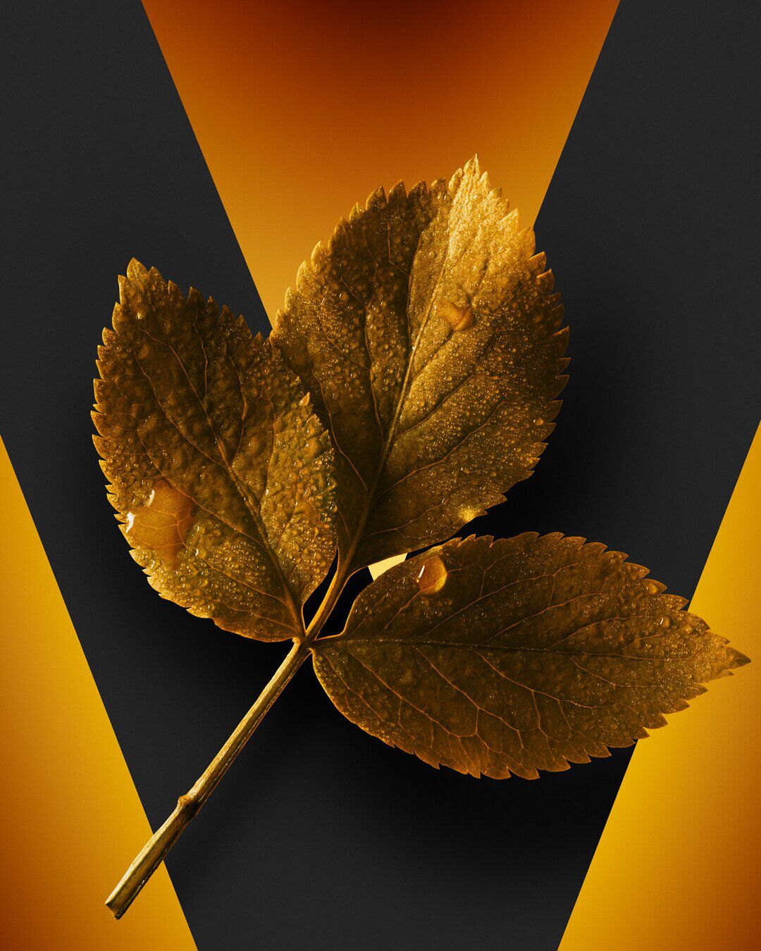 ESSENZA DI PATCHOULI image